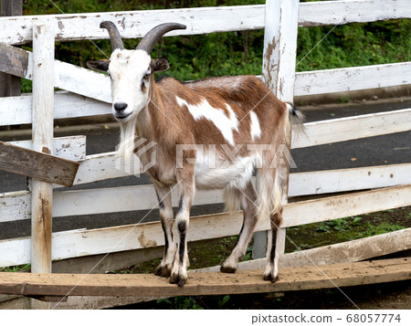 Goat Goat 68057774