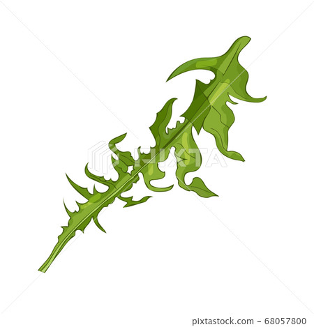 dandelion leaves on a white background, green color dandelion leaves on a white background, green color 68057800