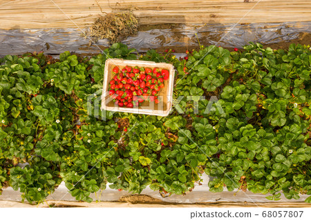 Small box of fresh picked Strawberries in a field Small box of fresh picked Strawberries in a field 68057807