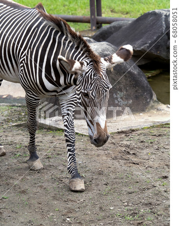 Gray zebra 68058051