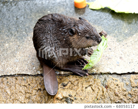 美國理髮師 68058117