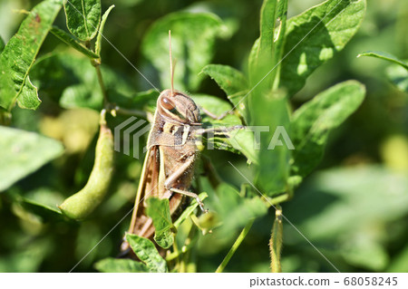 A locust locust perched on a leaf A locust locust perched on a leaf 68058245