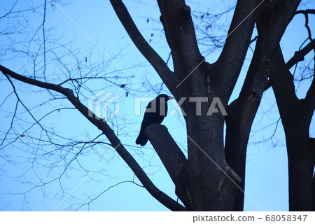 Crow  Crow  68058347