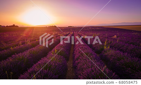 Amazing sunset over the lavender fields of Valensole Provence in France Amazing sunset over the lavender fields of Valensole Provence in France 68058475