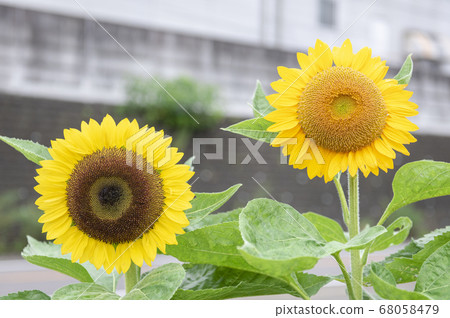 [Summer image] sunflower 68058479