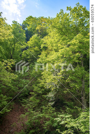 群馬縣鮮綠色的Terubakyo Okutone水上鎮 68059574