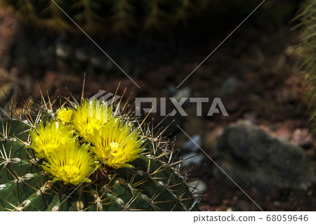 Cactus flowers bloom in the Ichikawa Ornamental Botanical Garden (1) 68059646
