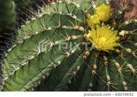 Cactus flowers bloom in the ornamental botanical garden in Ichikawa (2) Cactus flowers bloom in the ornamental botanical garden in Ichikawa (2) 68059692