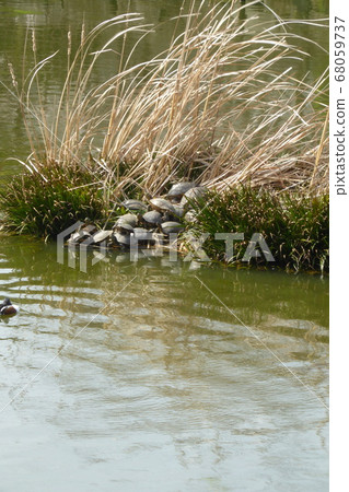 Many turtles overlap each other Many turtles overlap each other 68059737