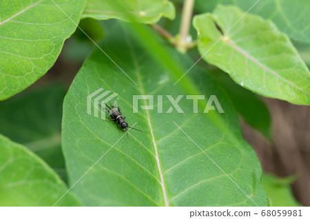 Enmacricket幼蟲 68059981