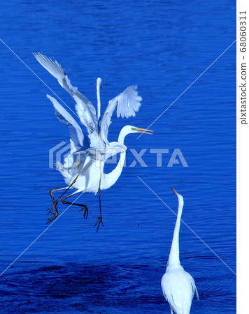 First of all, love is a white egret that starts from the battle and brings out unknown air combat skills. 68060311