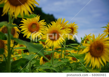 Sunflower under the blue sky Sunflower under the blue sky 68060481