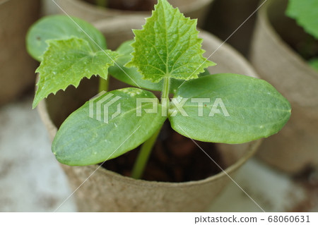 黃瓜年輕開放葉在紙罐里長兩苗 68060631
