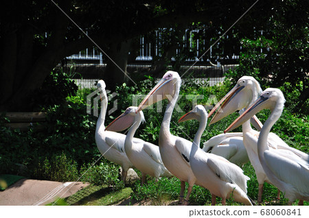 Momoiro鵜鶘 Momoiro鵜鶘 68060841