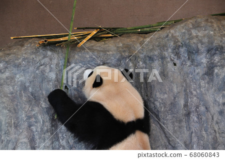 大熊貓 大熊貓 68060843