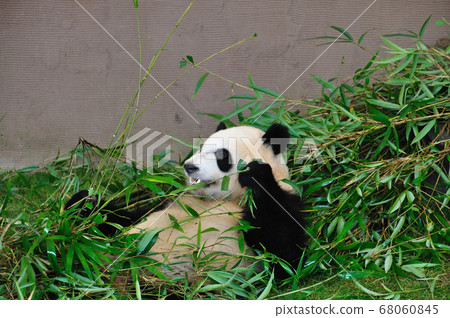giant panda giant panda 68060845