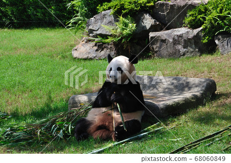 giant panda giant panda 68060849