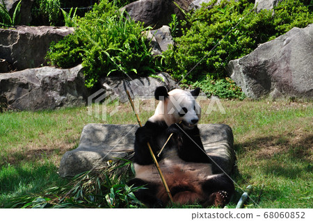 giant panda giant panda 68060852