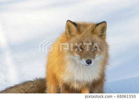 Kita fox Kita fox 68061350