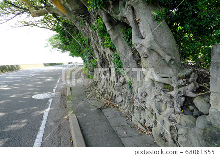 Fujino Akou group growing along the road Fujino Akou group growing along the road 68061355