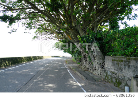 朝向道路延伸的ako大樹 68061356