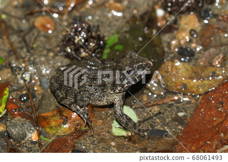 竹筍 竹筍 68061493