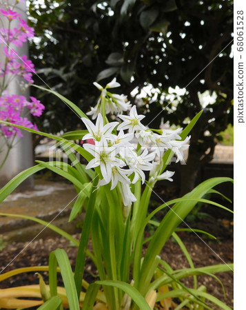 White Mitsuka Donegi in the flowerbed 68061528