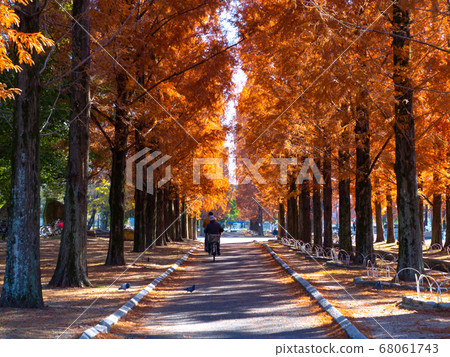 鶴見琉球水杉的秋葉 鶴見琉球水杉的秋葉 68061743