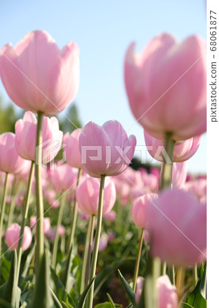 XT2 Sera Tulip Farm 2018 100 XT2 Sera Tulip Farm 2018 100 68061877