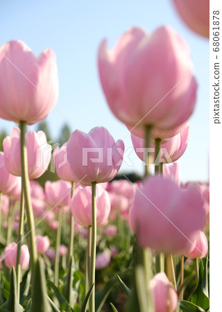 XT2 Sera Tulip Farm 2018 Part 101 XT2 Sera Tulip Farm 2018 Part 101 68061878