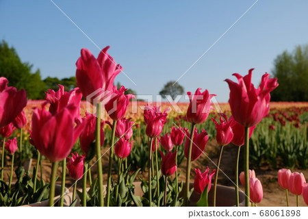 XT2 Sera Tulip Farm 2018 Part 119 XT2 Sera Tulip Farm 2018 Part 119 68061898