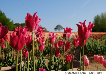 XT2 Sera Tulip Farm 2018 Part 120 XT2 Sera Tulip Farm 2018 Part 120 68061899
