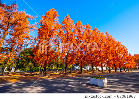 Autumn leaves of Tsurumi Ryokuchi Metasequoia Autumn leaves of Tsurumi Ryokuchi Metasequoia 68061968