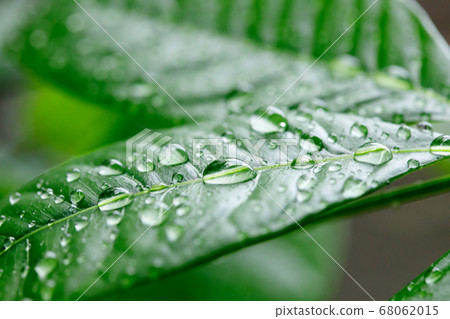 Close up of water drops on leaf Close up of water drops on leaf 68062015