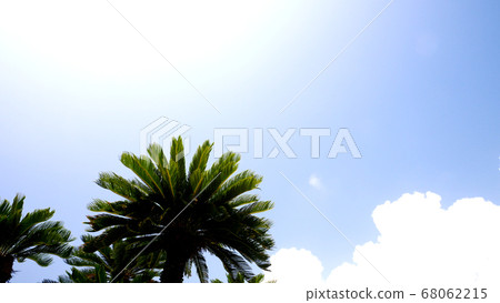 Amami Oshima Suetsutsu Amami Oshima Suetsutsu 68062215