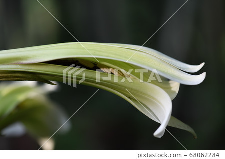 Uba lily flower and anther Uba lily flower and anther 68062284