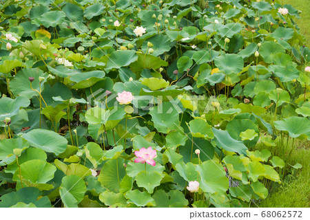 Beautifully bloomed lotus flowers and leaves of various colors 68062572