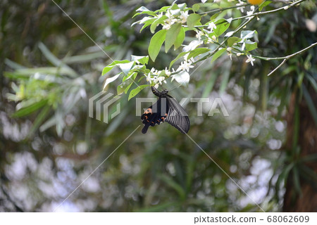 Black Swallowtail and Eating Tree 68062609