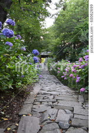 A hydrangea path A hydrangea path 68062699