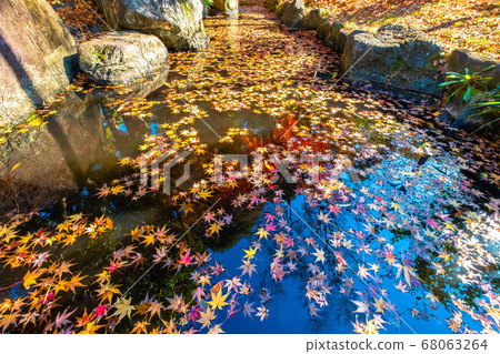 Pond with scattered maple Pond with scattered maple 68063264