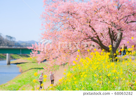 Kawazu Sakura in Shimogamo, Minamiizu-cho (soft focus) 68063282