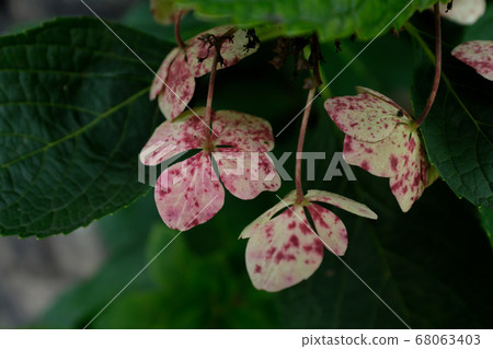 Hydrangea b-1 that discolors and withers 68063403