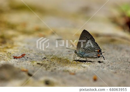 黑星琉璃小灰蝶,鈿灰蝶(Ancema ctesia cakravasti.) 黑星琉璃小灰蝶,鈿灰蝶(Ancema ctesia cakravasti.) 68063955