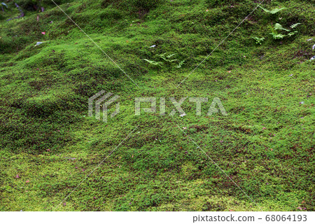 Moss Moss 68064193