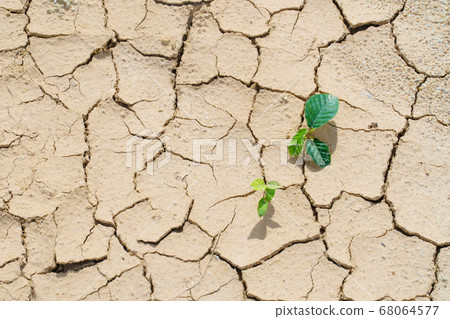 New plant germinate from the crack dirt of 68064577