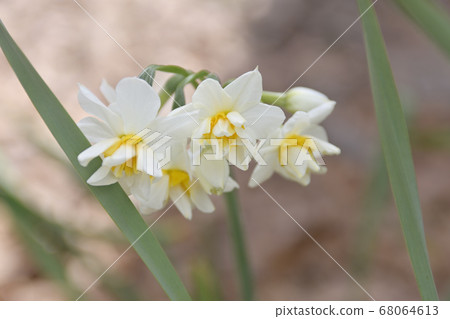 Sanjusangendo日本水仙 Sanjusangendo日本水仙 68064613