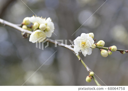 Sanjusangamendo White Plum 68064758