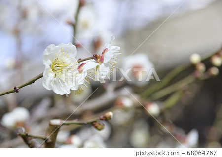 Sanjusangamendo White Plum 68064767