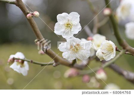 Sanjusangamendo White Plum 68064768