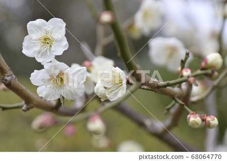 Sanjusangamendo White Plum 68064770